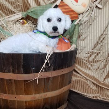 Barks 'N Bubbles Grooming - Pet Groomers Near Me - Evans, Colorado