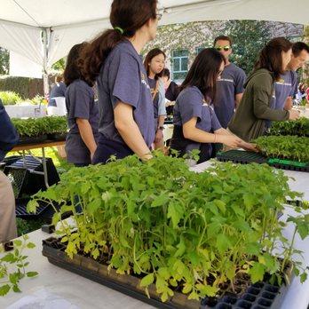 UC Davis Picnic Day - Free tomato plants! - Festivals Near Me - Davis, California