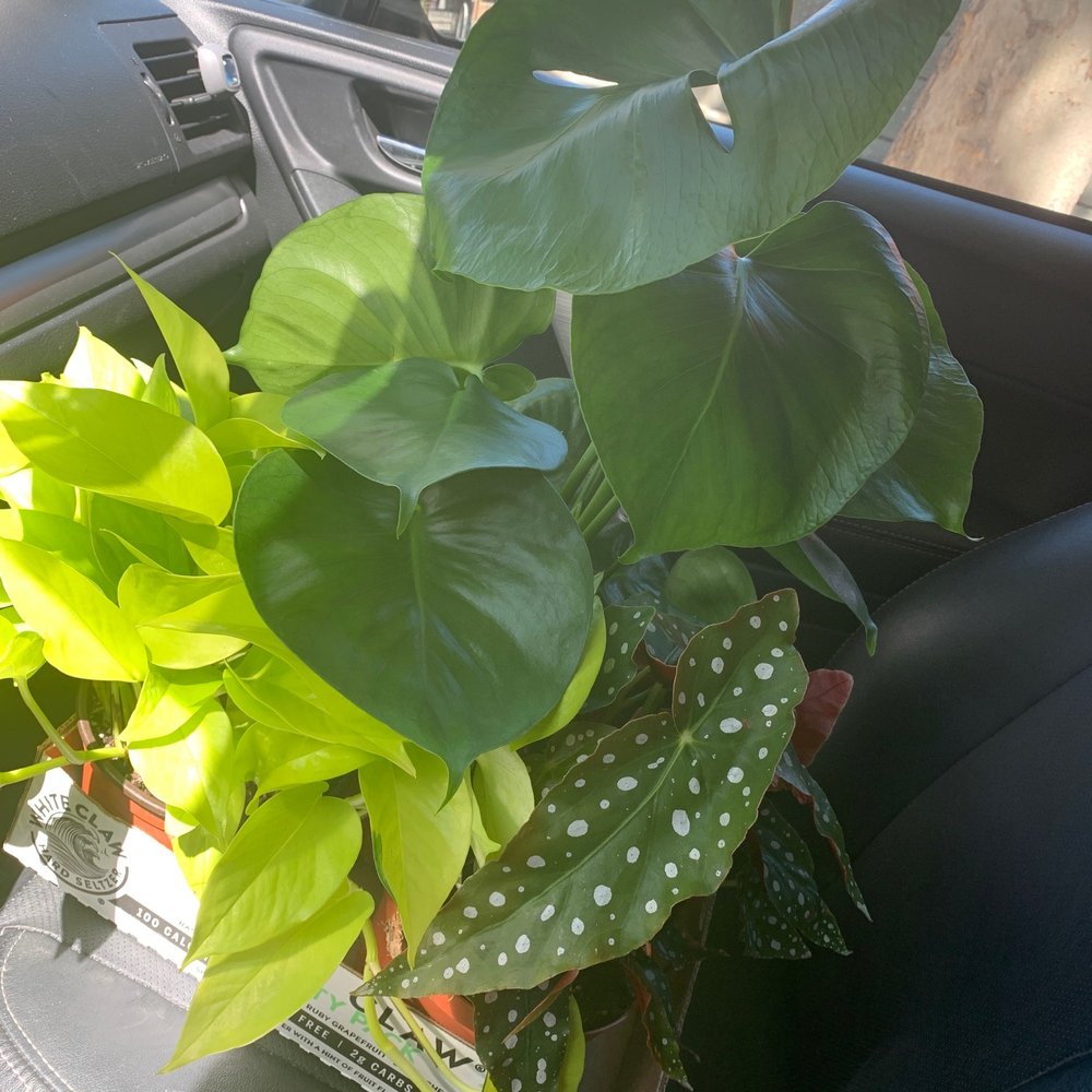 Zonkey - My new plant babies! Begonia, neon philodendron and Swiss cheese plant' - Toy Stores Near Me - San Jose, California Zonkey - My new plant babies! Begonia, neon philodendron and Swiss cheese plant' - Toy Stores Near Me - San Jose, California