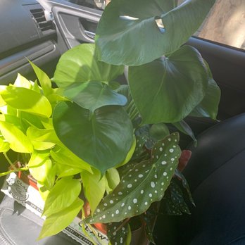 Zonkey - My new plant babies! Begonia, neon philodendron and Swiss cheese plant' - Toy Stores Near Me - San Jose, California Zonkey - My new plant babies! Begonia, neon philodendron and Swiss cheese plant' - Toy Stores Near Me - San Jose, California