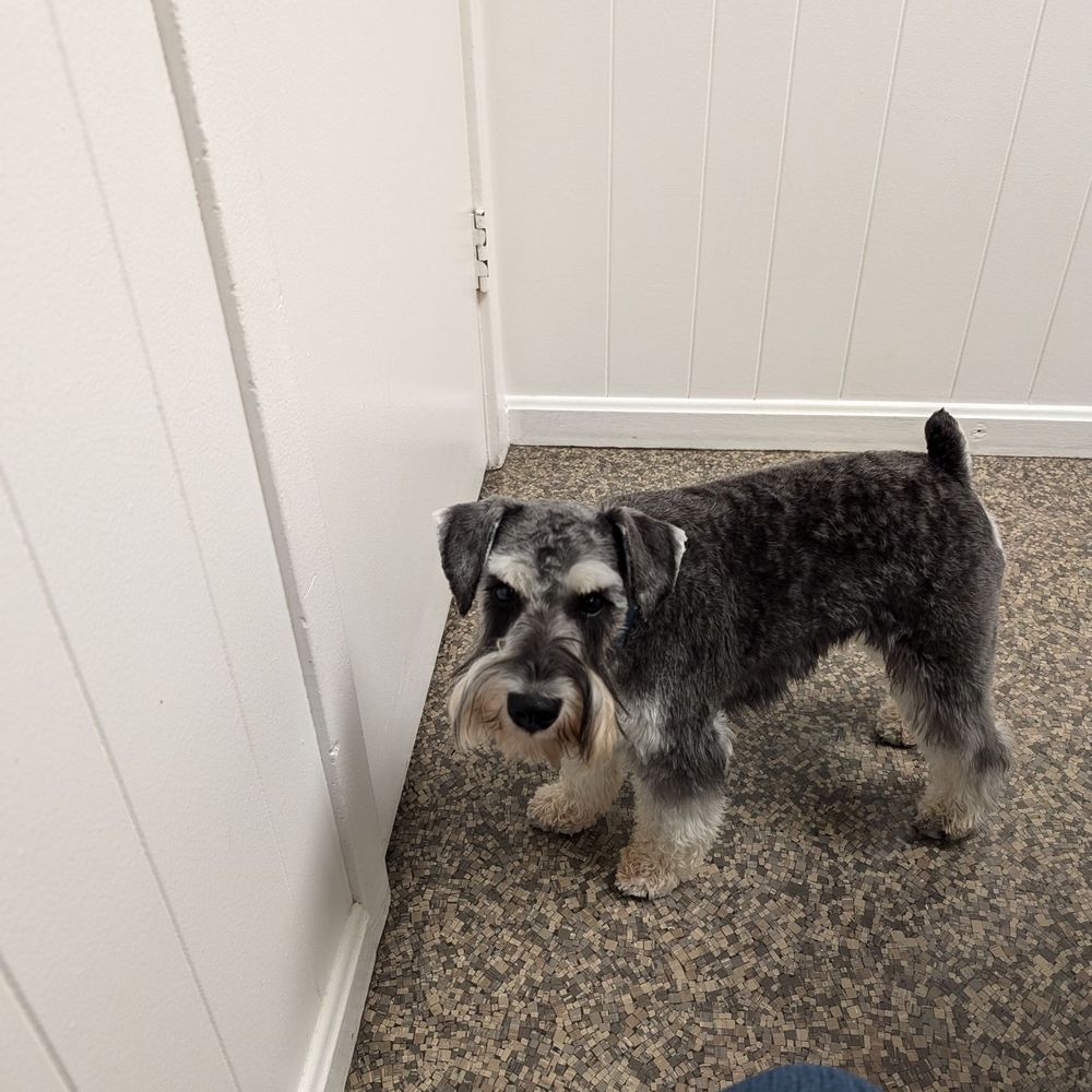 Lucky Dog Grooming - Check out that mustache, much uneven? At the vet. - Pet Groomers Near Me - Manassas, Virginia Lucky Dog Grooming - Check out that mustache, much uneven? At the vet. - Pet Groomers Near Me - Manassas, Virginia