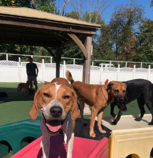 CHAMP’S DOG HOUSE - Updated January 2026 - 1155 NJ-73, Mount Laurel