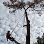 Photo of Jose Knows Trees