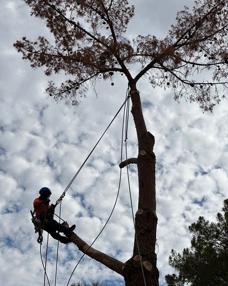 Jose Knows Trees - tree service in Chandler, AZ