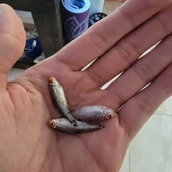 LiveAquaria - Last 3 dead ones I just pulled out I now have only 4 of the 24 rummy noses I ordered :/ - Pet Stores Near Me - Rhinelander, Wisconsin LiveAquaria - Last 3 dead ones I just pulled out I now have only 4 of the 24 rummy noses I ordered :/ - Pet Stores Near Me - Rhinelander, Wisconsin
