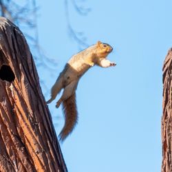 Central Park - Leaping squirrel