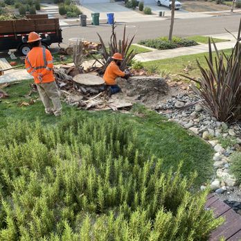 Mid-State Tree Service - Palm tree removal - Tree Services Near Me - Nipomo, California