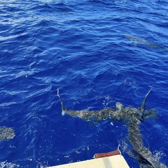 Hawaii Shark Encounters - Diving Near Me - Haleiwa, Hawaii Hawaii Shark Encounters - Diving Near Me - Haleiwa, Hawaii