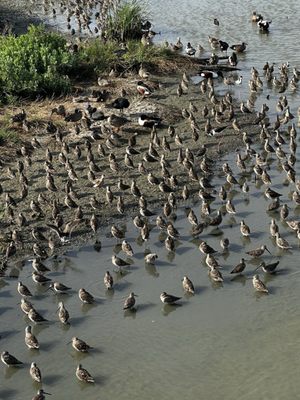 Leonabelle Turnbull Birding Center by null