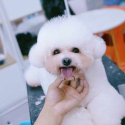 Ace's Pet Grooming