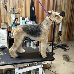 Best In Show Pet Grooming - Hand Stripped Airedale