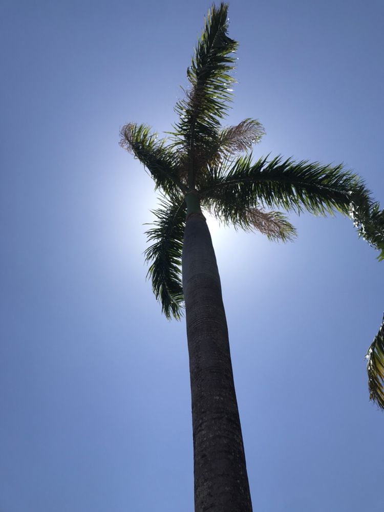 SupraLawn - tree service in Miami, FL