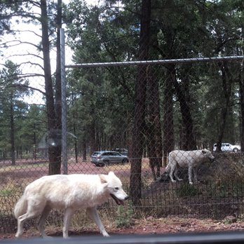 Bearizona - Zoos Near Me - Williams, Arizona