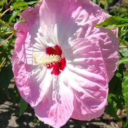 City of Hood River - Prettiest Hibiscus Straitus I've ever seen! Someone's yard, Hood River.