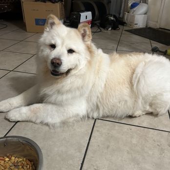 Happy Dogs Spa - Lala looking beautiful thanks to Lety - Pet Groomers Near Me - Anaheim, California Happy Dogs Spa - Lala looking beautiful thanks to Lety - Pet Groomers Near Me - Anaheim, California