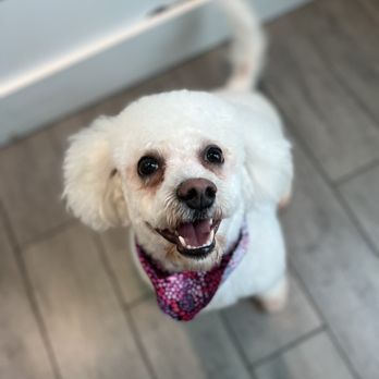 Salty Dog Saloon - Whose a happy dog!? - Pet Groomers Near Me - Lake Worth Beach, Florida Salty Dog Saloon - Whose a happy dog!? - Pet Groomers Near Me - Lake Worth Beach, Florida