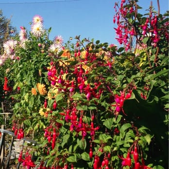 Interbay P-Patch - Super fuchsia blooms. - Local Flavor Near Me - Seattle, Washington Interbay P-Patch - Super fuchsia blooms. - Local Flavor Near Me - Seattle, Washington