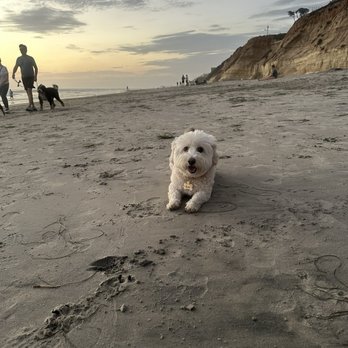 Del Mar Dog Beach - Dog Parks Near Me - Del Mar, California Del Mar Dog Beach - Dog Parks Near Me - Del Mar, California