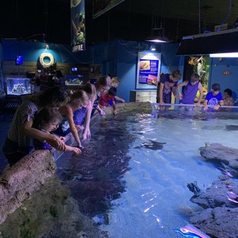 Austin Aquarium - Stingray experience - Aquariums Near Me - Austin, Texas