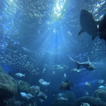 Tennessee Aquarium - Aquariums Near Me - Chattanooga, Tennessee Tennessee Aquarium - Aquariums Near Me - Chattanooga, Tennessee