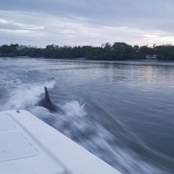Native Charter Company - Dolphins - Boat Charters Near Me - Englewood, Florida Native Charter Company - Dolphins - Boat Charters Near Me - Englewood, Florida