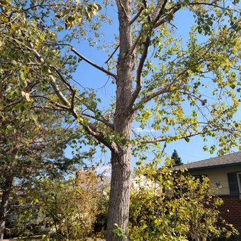 Artistic Tree Care - Excellent trimming & clean up afterwards - Tree Services Near Me - Denver, Colorado