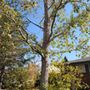 Photo of Artistic Tree Care