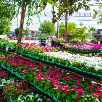 Bolles Nursery Landscape - Colorful annuals - Nurseries & Gardening Near Me - Bakersfield, California Bolles Nursery Landscape - Colorful annuals - Nurseries & Gardening Near Me - Bakersfield, California