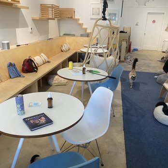 KitTea - Pet Adoption Near Me - San Francisco, California