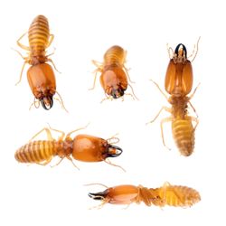 Aloha Termite Kauai