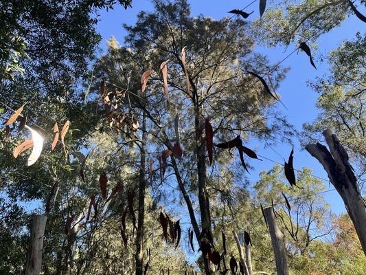 Healesville Sanctuary (Zoos Victoria) by null