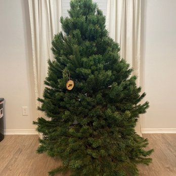 Moomey Christmas Trees - Christmas Trees Near Me - Plano, Texas