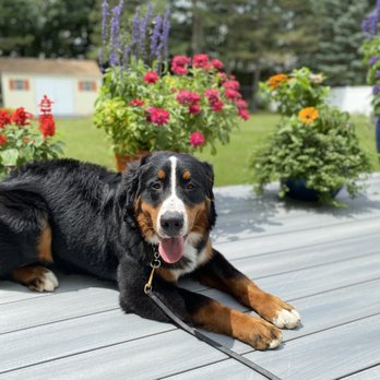 K9 Korner - Pet Training Near Me - Wilkes-Barre, Pennsylvania K9 Korner - Pet Training Near Me - Wilkes-Barre, Pennsylvania