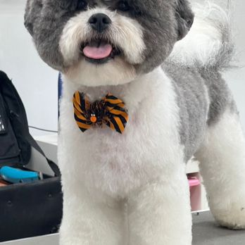 Oceanside Pet Spaw - Pet Groomers Near Me - North Miami, Florida Oceanside Pet Spaw - Pet Groomers Near Me - North Miami, Florida
