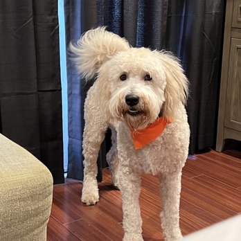 Carousel Pet Grooming - Pet Groomers Near Me - Rancho Cucamonga, California Carousel Pet Grooming - Pet Groomers Near Me - Rancho Cucamonga, California