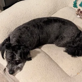 Paw Passion - after hair cut - Pet Groomers Near Me - Sierra Vista, Arizona Paw Passion - after hair cut - Pet Groomers Near Me - Sierra Vista, Arizona