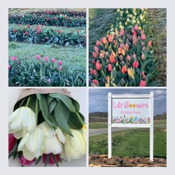 Late Bloomers Flower Farm - Welcome to Late Bloomers Flower Farm
