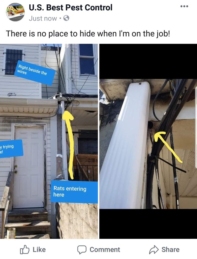 US BEST PEST CONTROL Baltimore, Maryland 35 Photos Pest Control