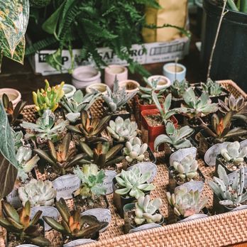 Plantoem - a variety of succulents in baskets - Cafes Near Me - Honolulu, Hawaii