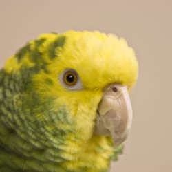 Brecksville Florist, Gifts, & Flower Delivery - Jake is our mascot