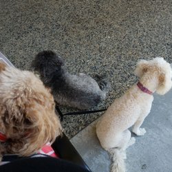 Martial Arts International - Outside seating so I am able to bring the pups while at karate.