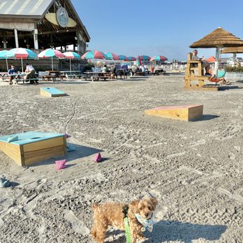 PigDog Beach Bar - Bars Near Me - Wildwood, New Jersey