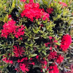 Divine Flowers & Gifts