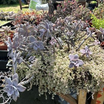 Aeonian Verde Nursery - Nurseries & Gardening Near Me - Bell Gardens, California