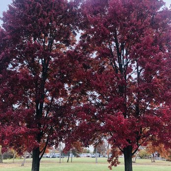 Independence Village Park - Beautiful trees - Parks Near Me - Columbus, Ohio Independence Village Park - Beautiful trees - Parks Near Me - Columbus, Ohio