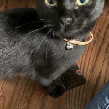 The Scratching Post - Got my new fur baby here, sweetest kitten ever. Everyone here was very helpful and they send you home with food, toys, and treats! - Animal Shelters Near Me - Cincinnati, Ohio