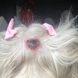 Injury caused by Pamperd Pets on 57th