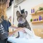 Photo of Well Groomed Pets McAllen