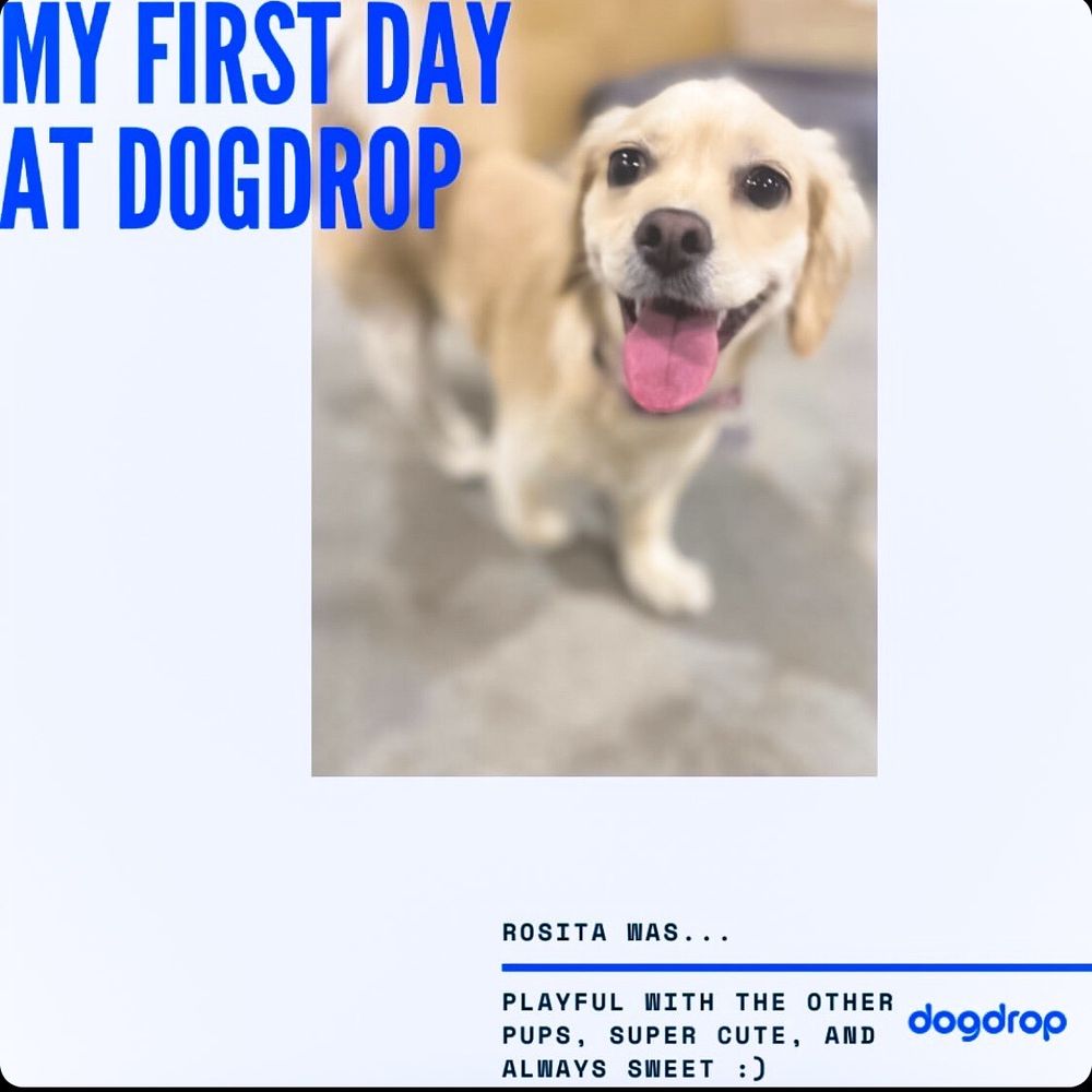 Dogdrop - Pet Sitting Near Me - Los Angeles, California