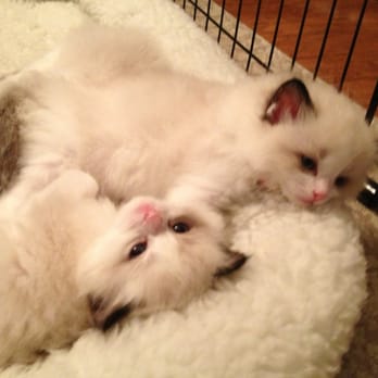 CityVet - Veterinarians Near Me - Cedar Hill, Texas